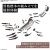 image:imageBandai Hobby  Mosasaurus Imaginary Skeleton 132 Dinosaur Model Kit