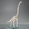 image:imageBandai Hobby  Plannosaurus  10 Brachiosaurus Dinosaur Model KitBrachiosaurus