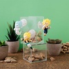 image:imageMegahouse  Dragon Ball  Tobimas Dragon Ball vol 2 Tobimas Blind Box Complete Set