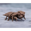 image:imageTAMASHII NATIONS  Godzilla  Megaguirus Evolution Set SHMonsterArts Action Figure