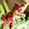image:imagenanoblock  Dinosaurs  Dinosaur Deluxe Edition Tyrannosaurus Rex Advanced Hobby Series Building Kit