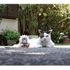 image:imageMegahouse  Naruto  Nyanto The Big Nyaruto Series  Jiraiya Mega Cat Project Collectible Figure