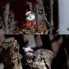 image:imageMegahouse  Naruto Shippuden  Nyaruto Shippuden Battle to defend Konoha Mega Cat Project Complete Set with Gift